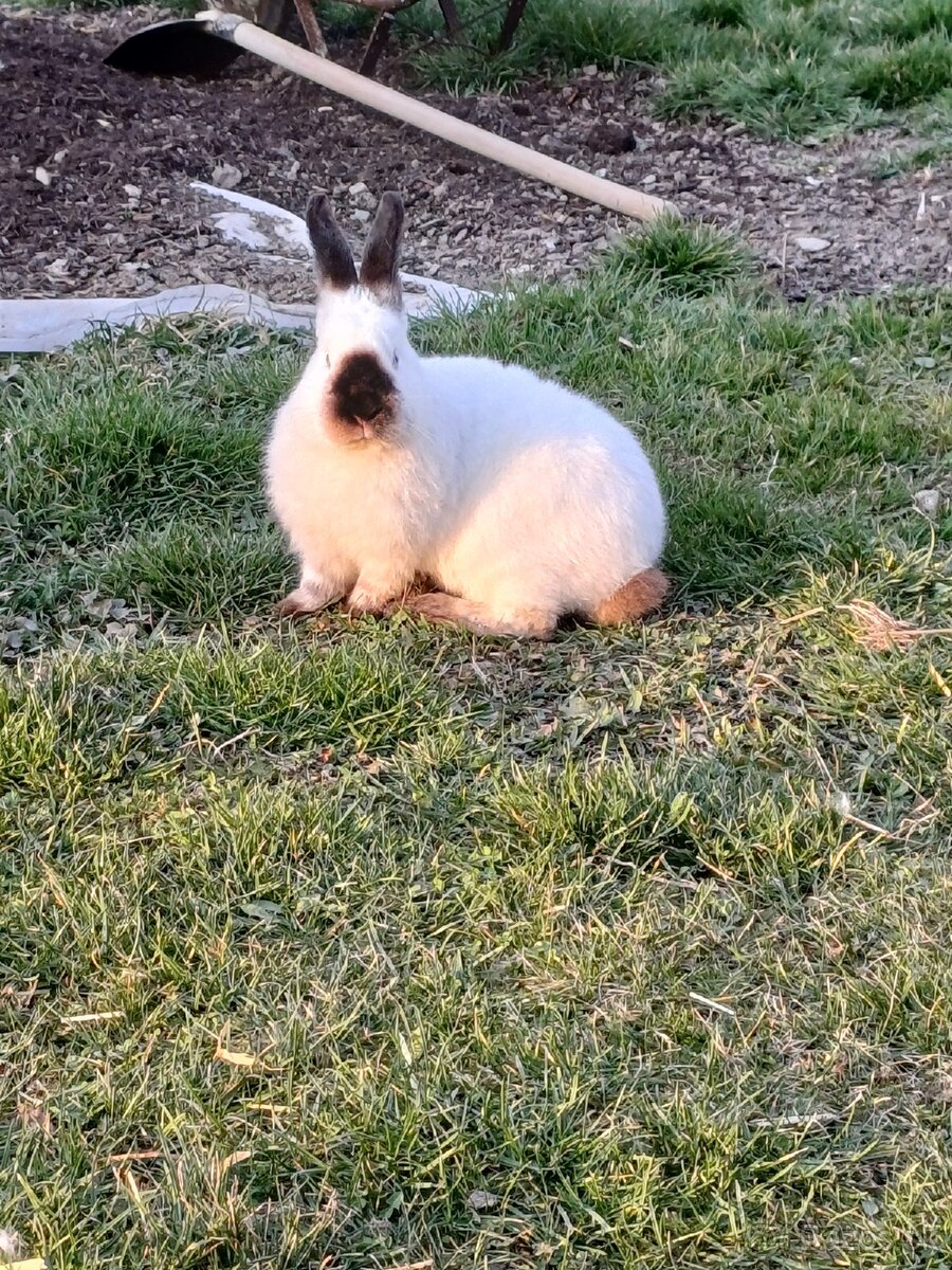 Kalifórnsky králik - 3