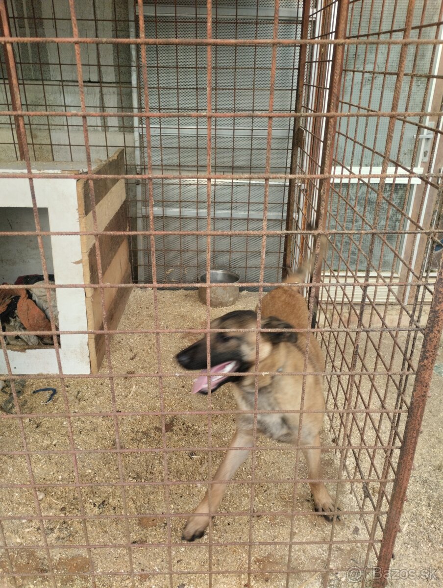 Belgický ovčiak - 3