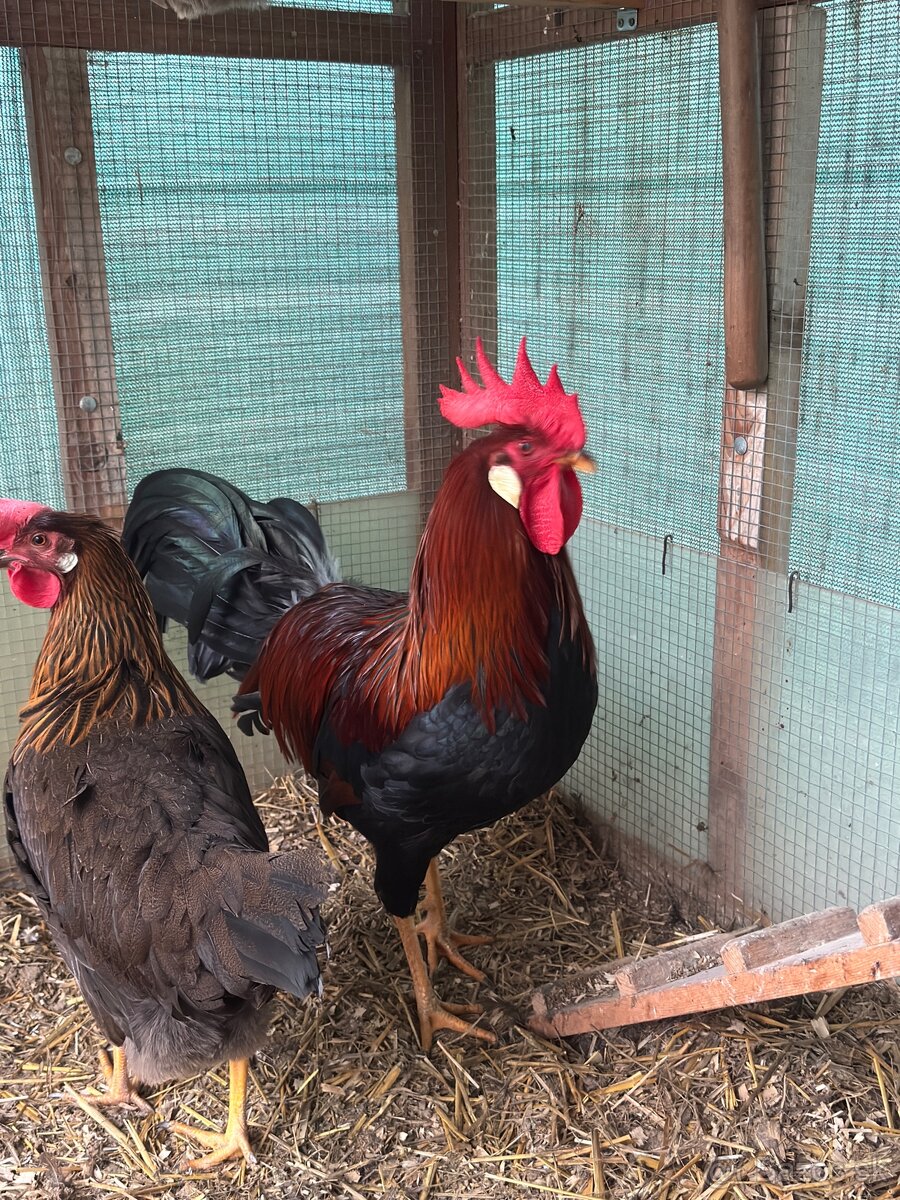 Vlaška jarabičia - 3