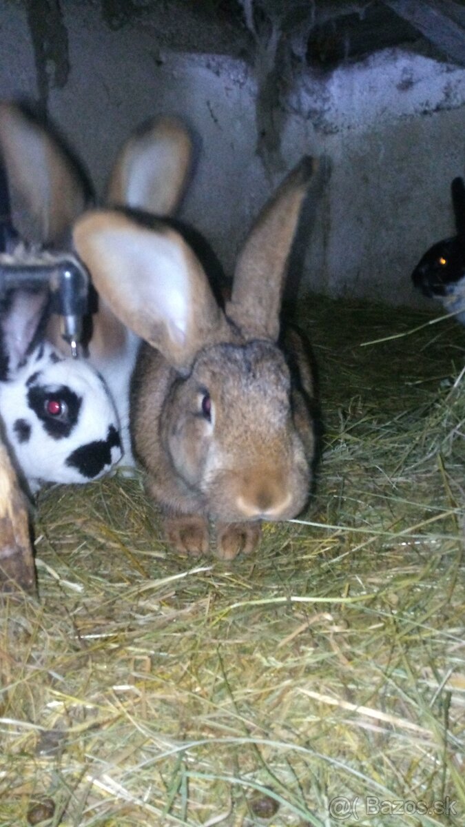 Predám zajace - 3