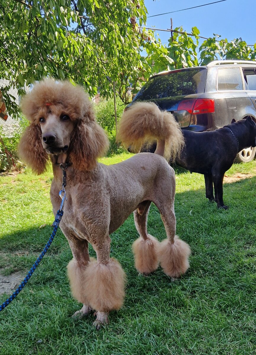 Pudel Kralovsky Velký Krytie - 3