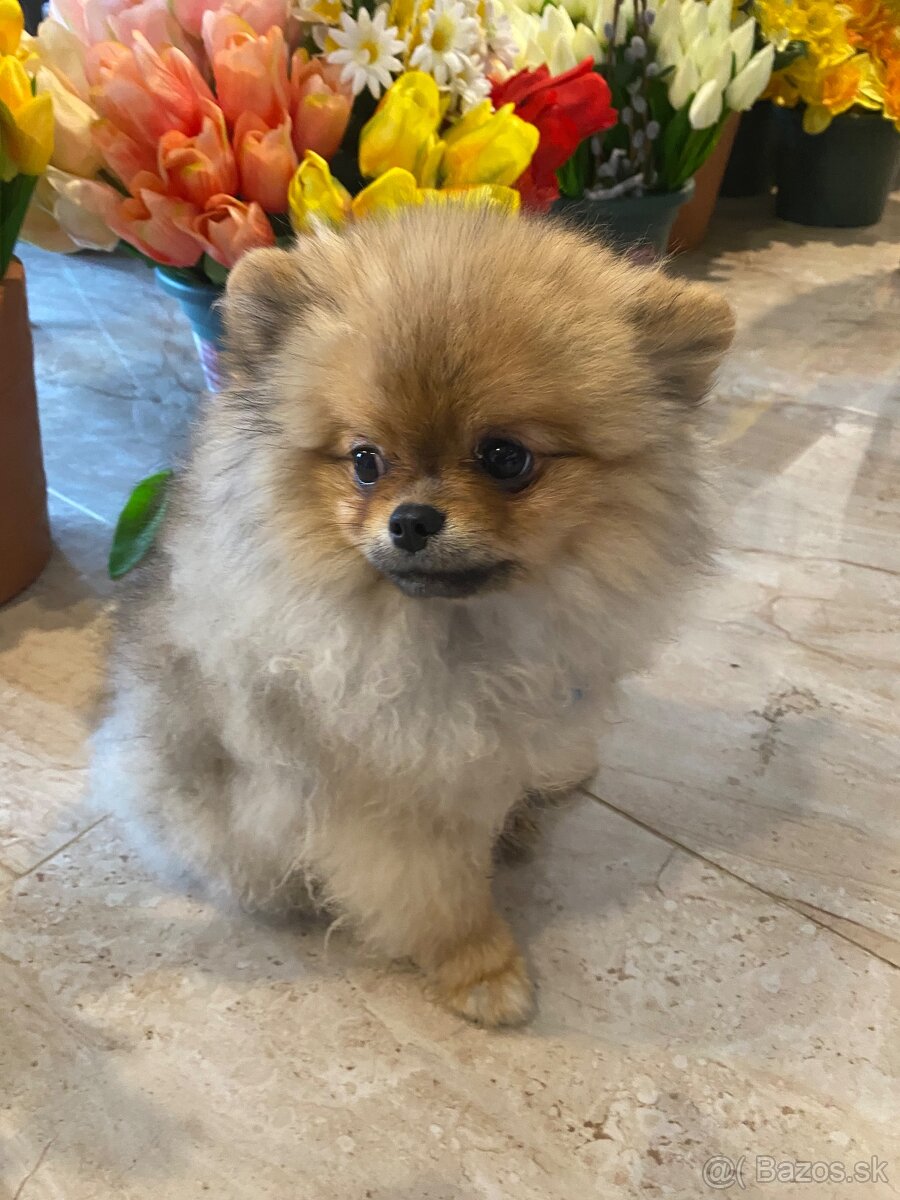 Pomeranian Fci s PP - 3