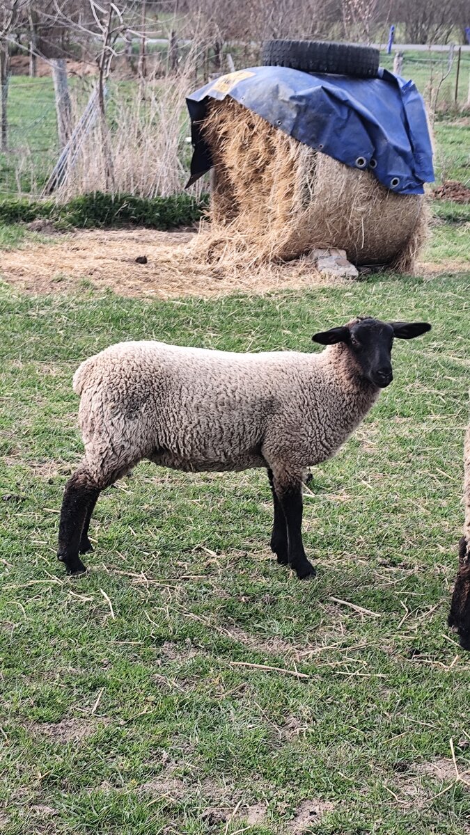 Predám 2 jahnicky - 3