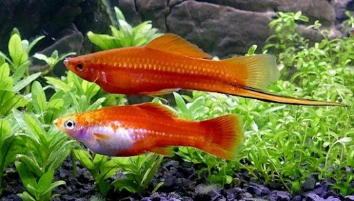 Akvarijné ryby - 3