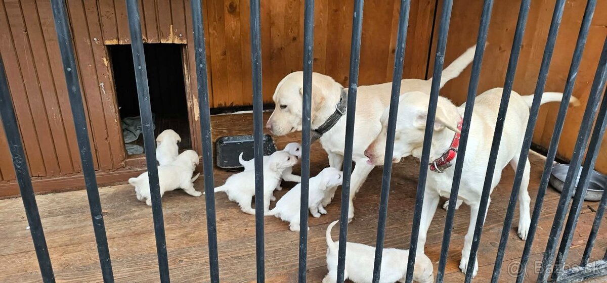 Labrador šteniatka - 3