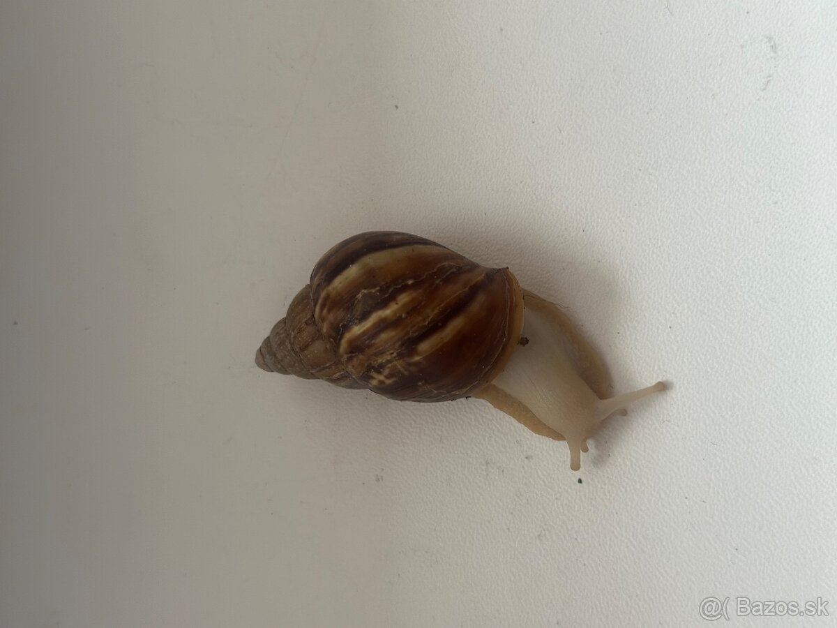 Africké slimáky - 3