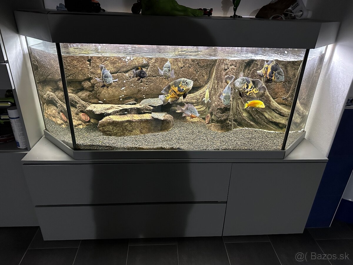 Predam komplet akvarium z rybami - 3