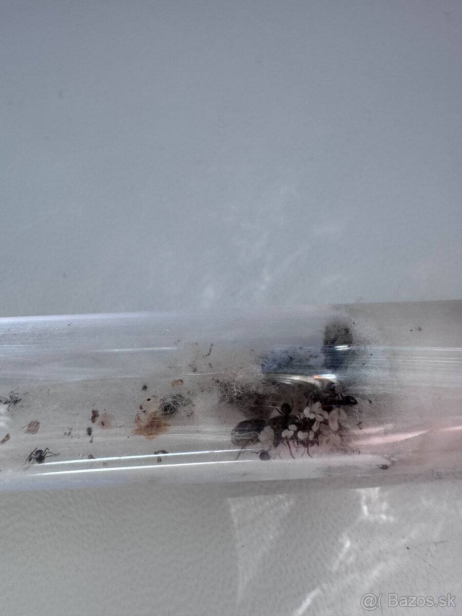 Kolónia mravcov Lasius Niger - 3