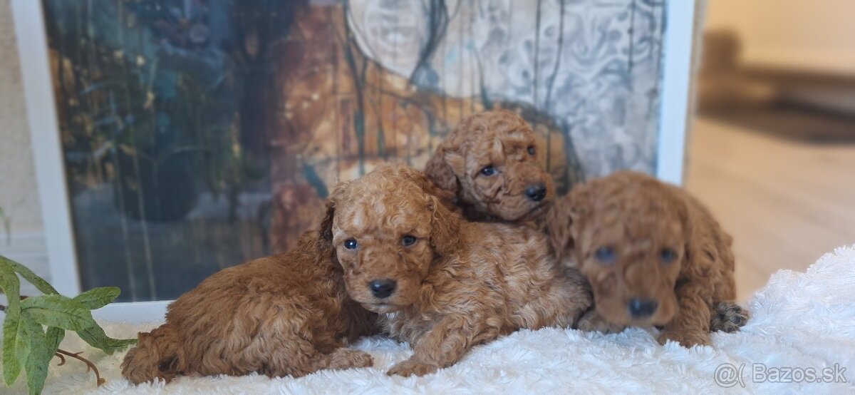 Trpaslíči pudel pudlik - 3