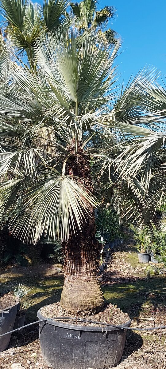 Palmy, cykasy,olivovníky - 3