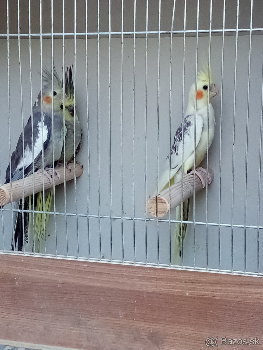 Korely -krúžkované - 3