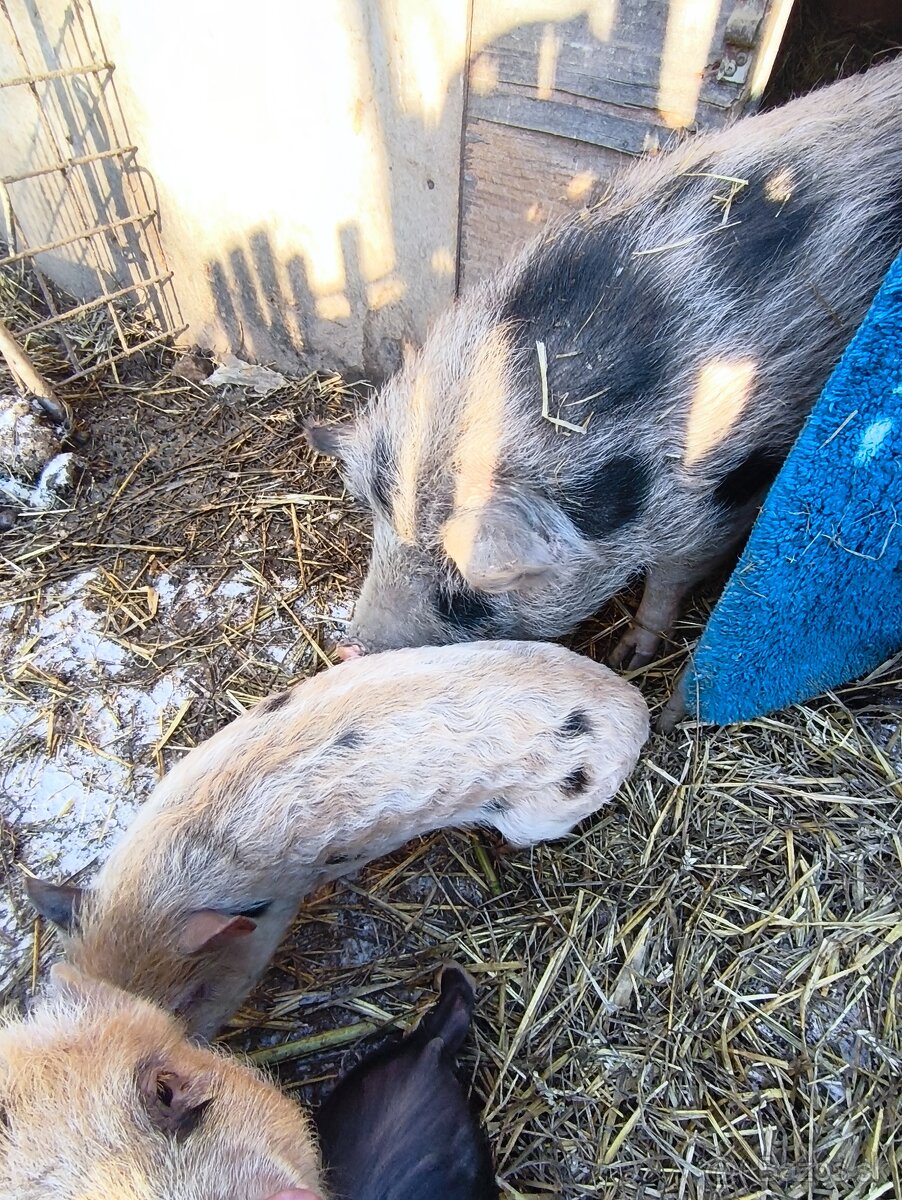 Vietnamské prasiatka - 3