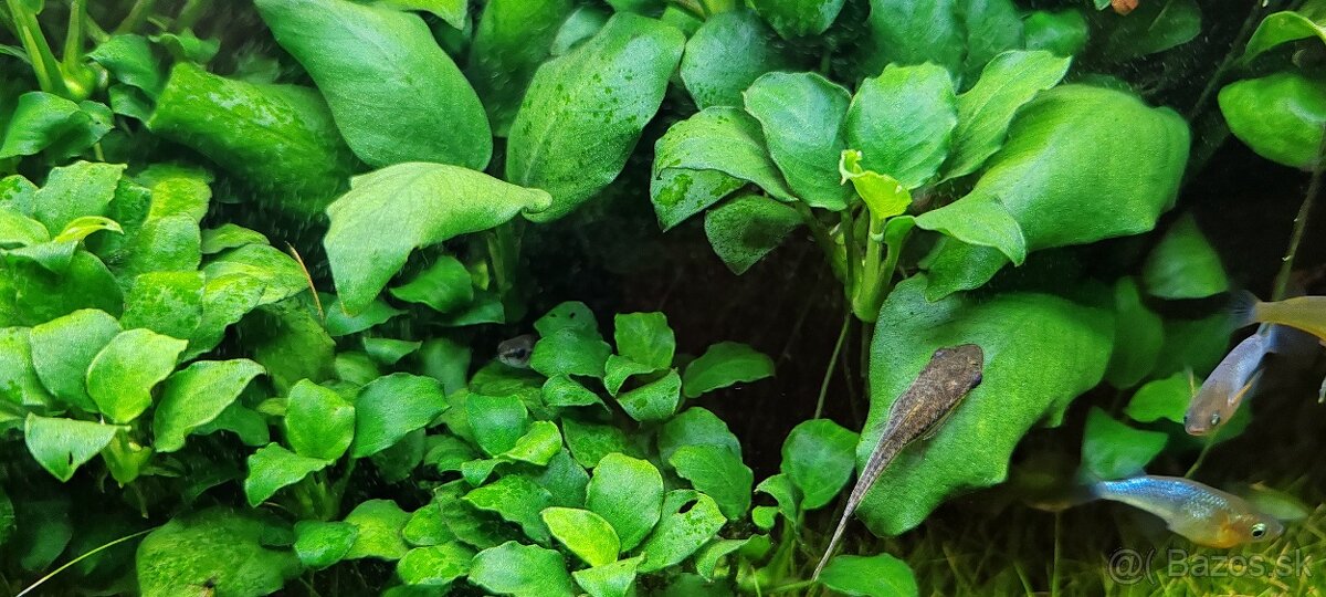 Akvarijné rastliny - 3