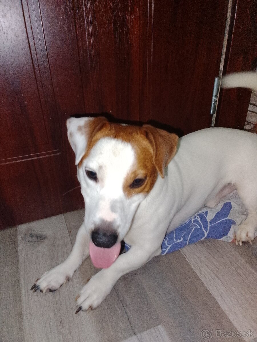 Darujem Jack Russell teriéra - 3