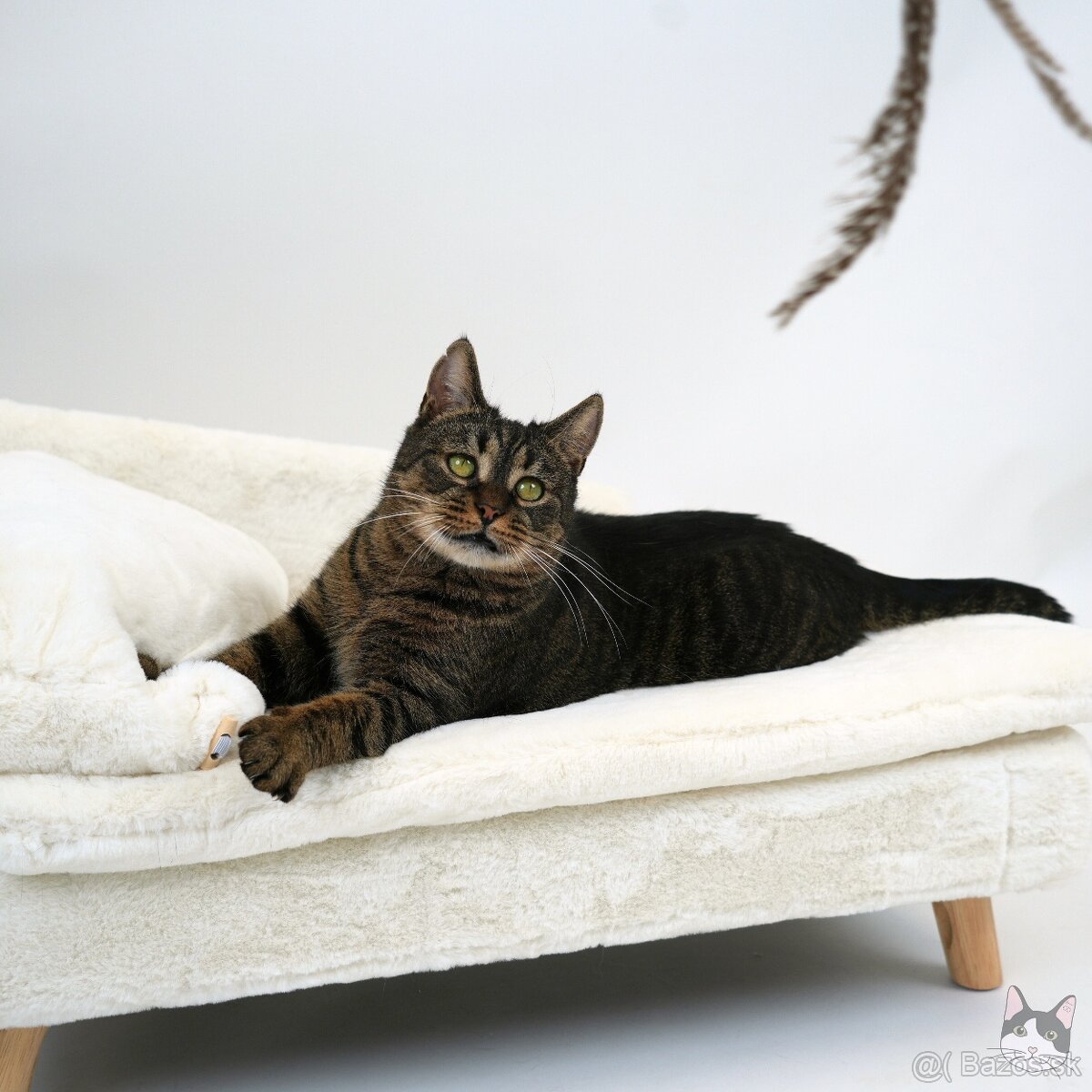 Miniatúrna mačička GINKA hľadá domov - 3