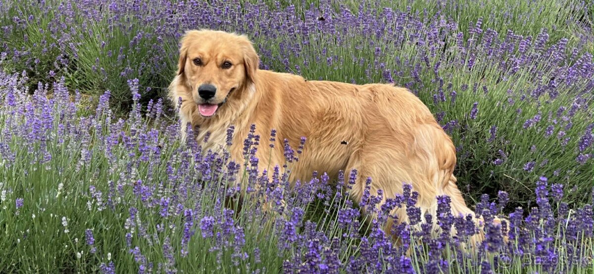 Golden retriever - 3