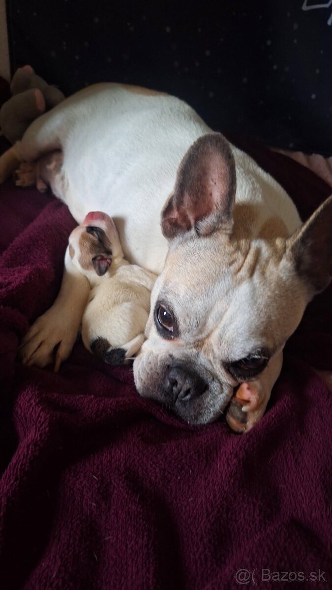 Darujem šteniatko - 3