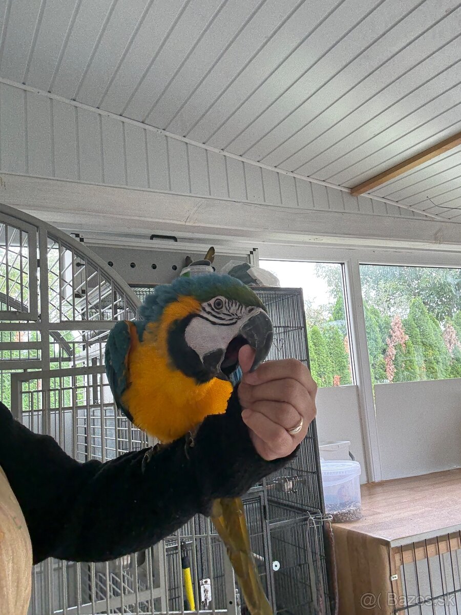 ARA ARARAUNA - samec - 3