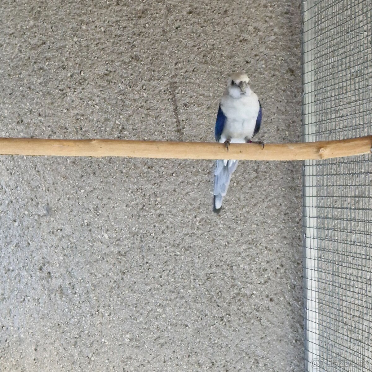 1.0 modry/opalin - 3