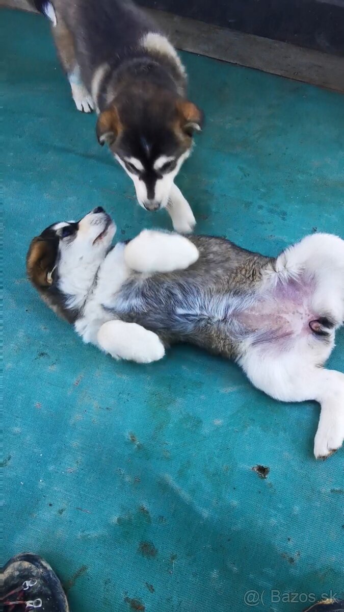 Šteniatka krížence - 3