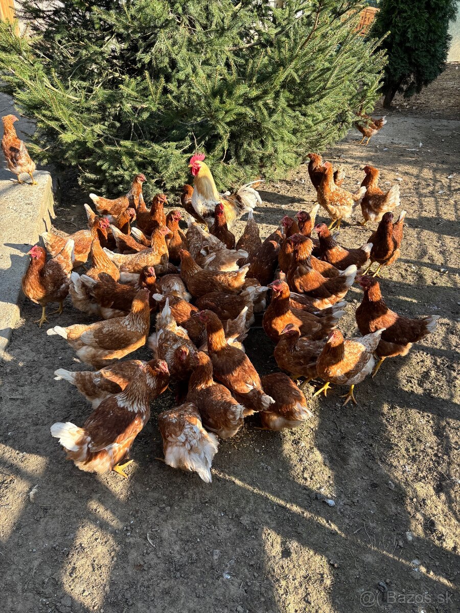 Vysokoznáškové nosnice / mládky - 3