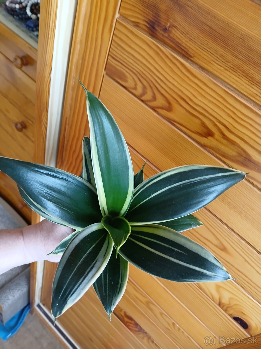 Sansevieria hahnii Glimmering Star - 3