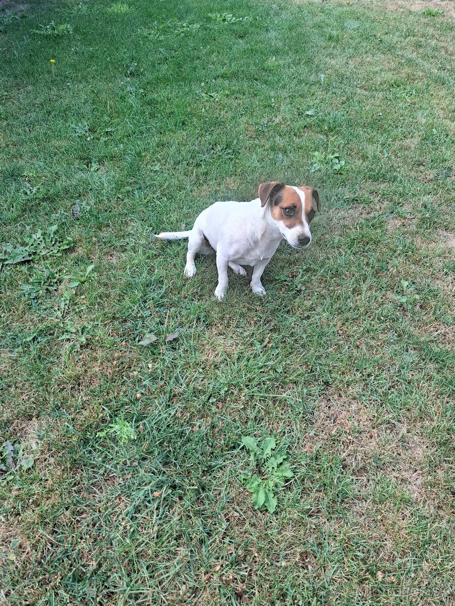 Jack russel terier - 3