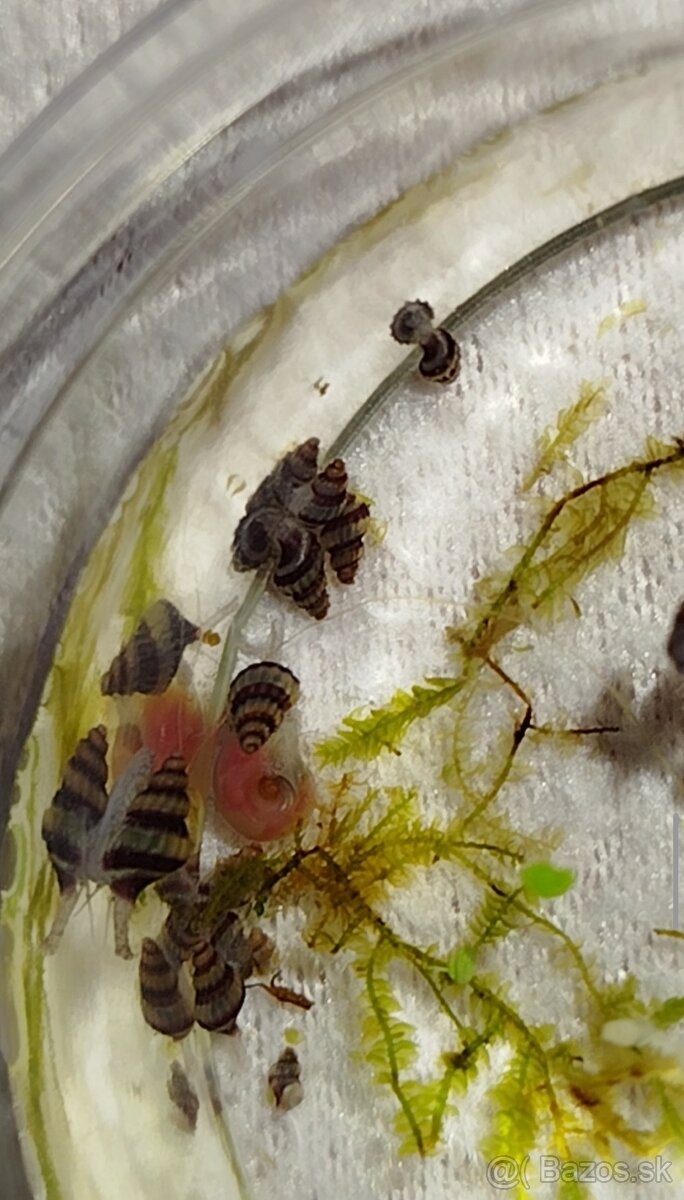 Clea helena – dravé slimáky proti premnoženým slimákom - 3