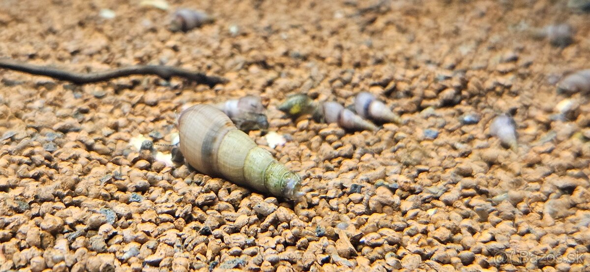 Vežovka malajská - 3