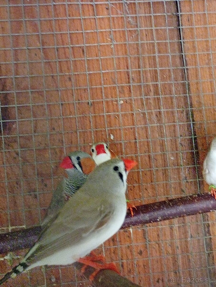 Predám zebričky - 3