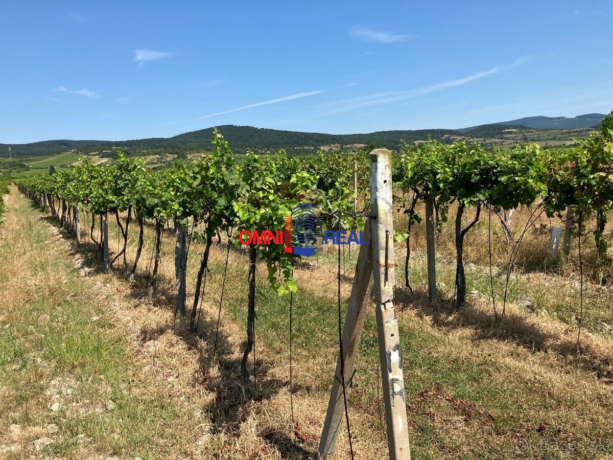 Obrábaný vinohrad Sahara - 33 árov - 3