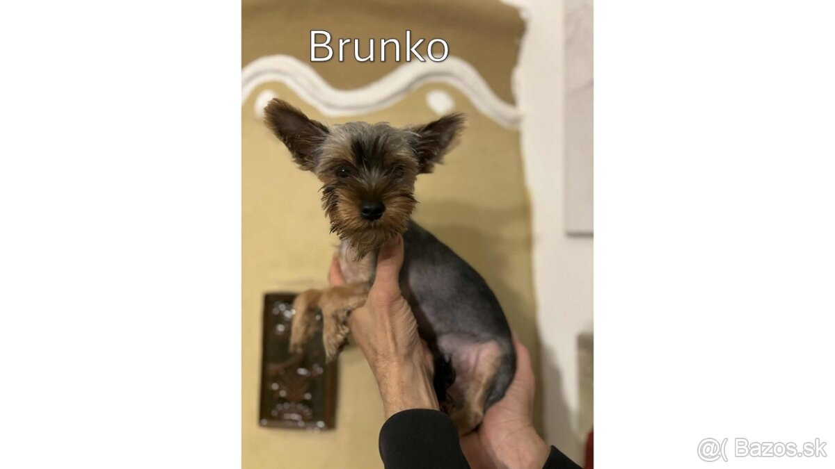 Baricsfarma ponúka na predaj yorkshirských teriérov - 3