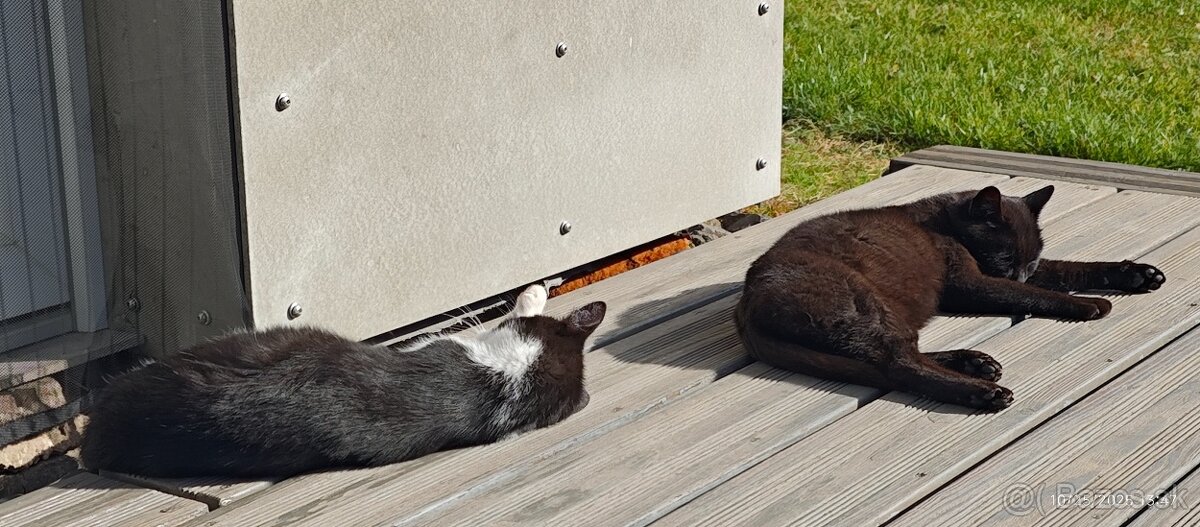 Darujem maciatko / maciatka - 3