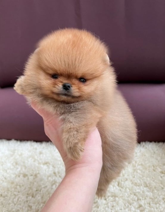 Pomeranian - 3