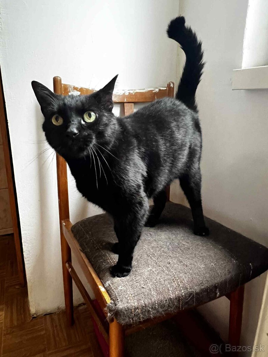 Úžasná Ditta hľadá domov - 3