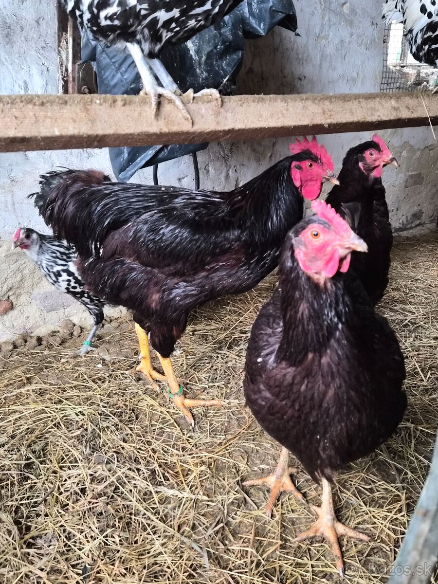 Kohúty Hamburčanka a Rodajlendka - 3