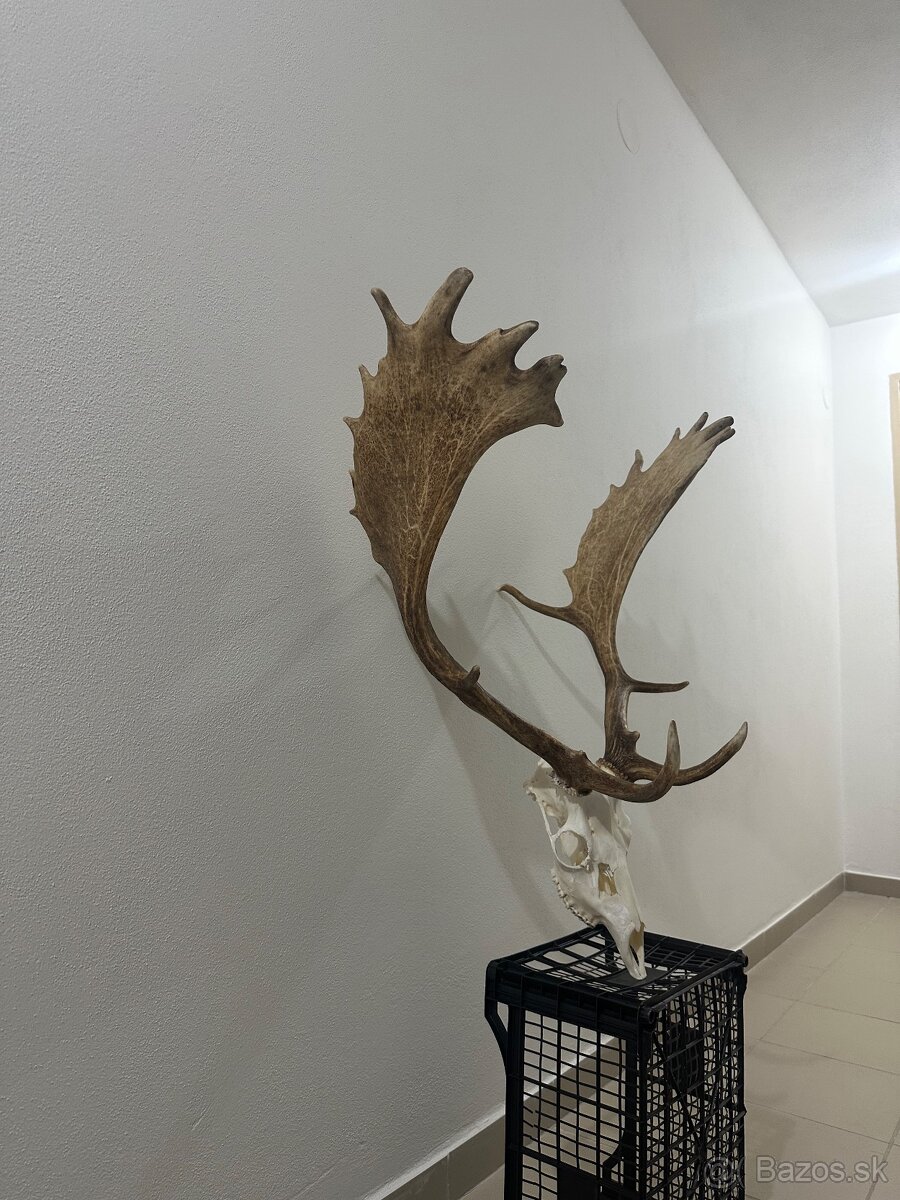 Danielia trofej , trofeje ,parožie ,parohy,Daniel - 3