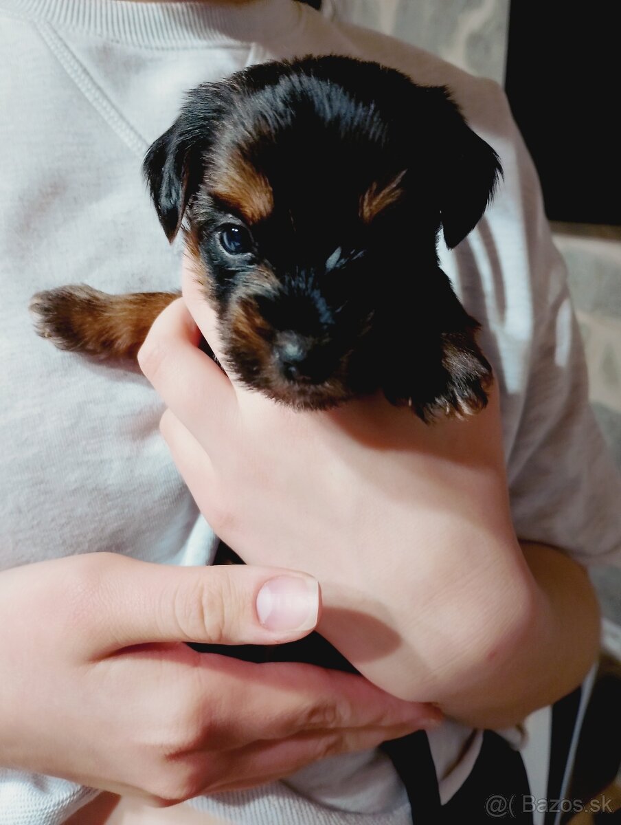 Yorkshire teriér - 3