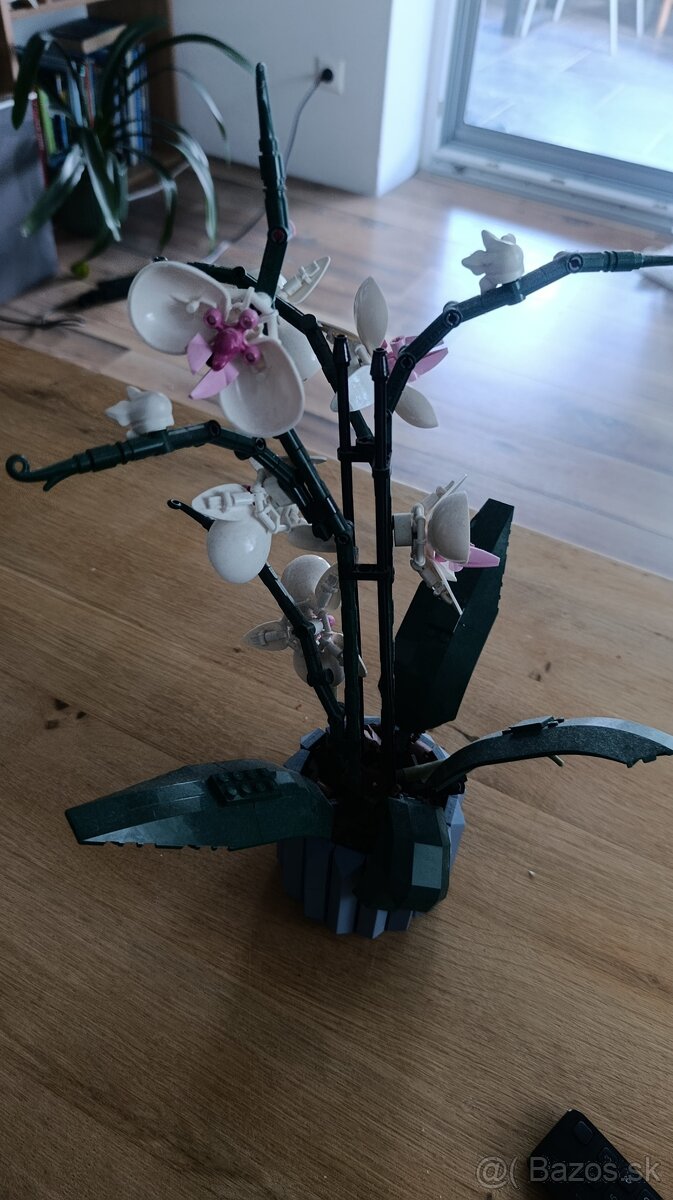Orchidea - 3
