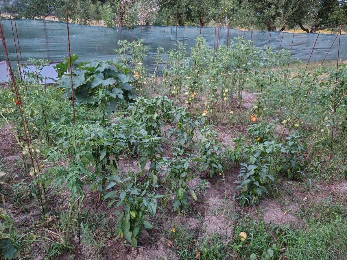Paradajky uhorky paprika - 3