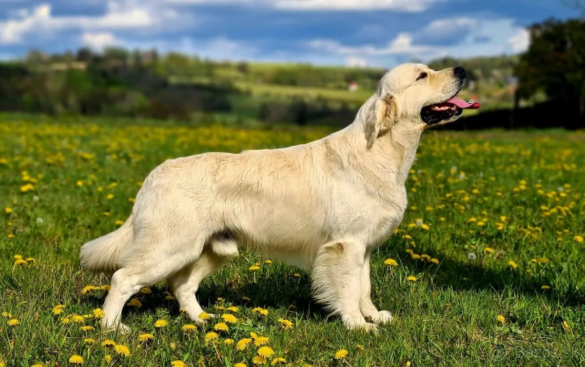 GOLDEN RETRIEVER - k rezervaci - 3
