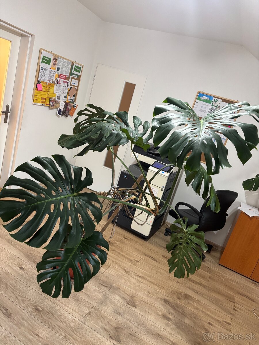 monstera - 3