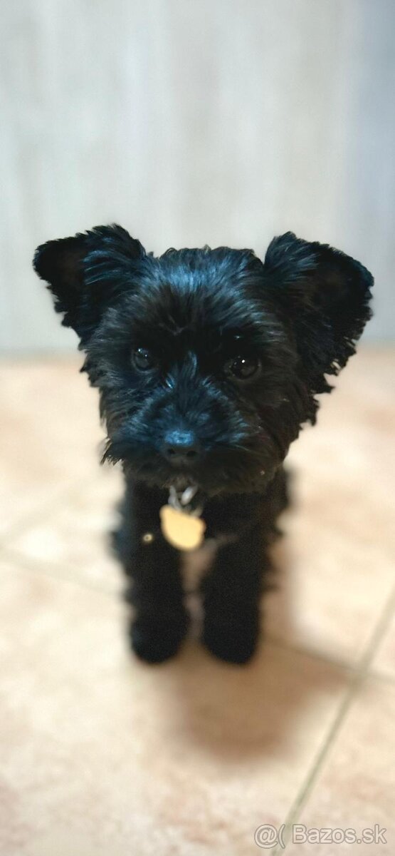 Black Yorkshire terrier - 3