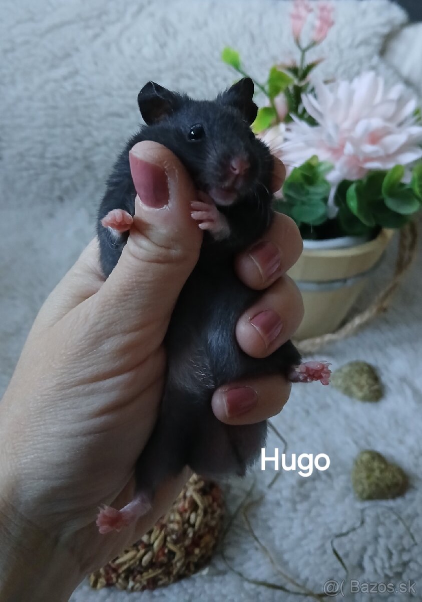 Darujeme nádherné mláďatá sýrskych škrečkov - 3