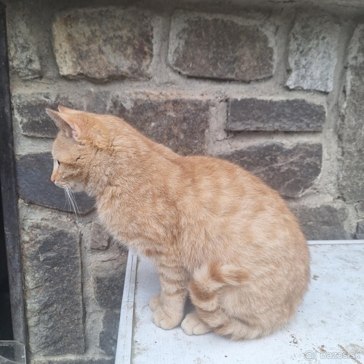 Darujem kocúrika - 3