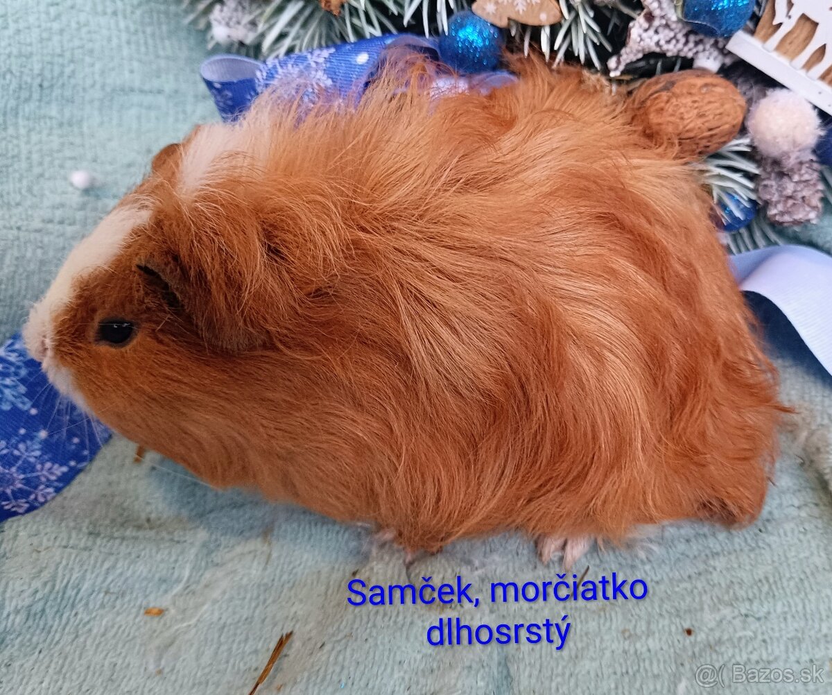 Morča/Morčiatko samček dlhosrstý - 3