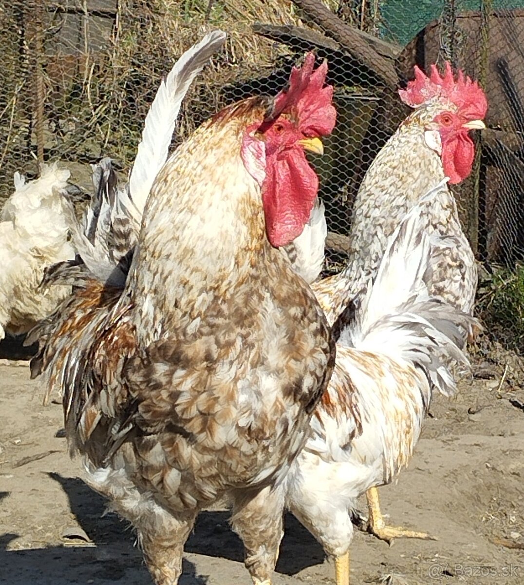 Kohúty cream legbar - 3