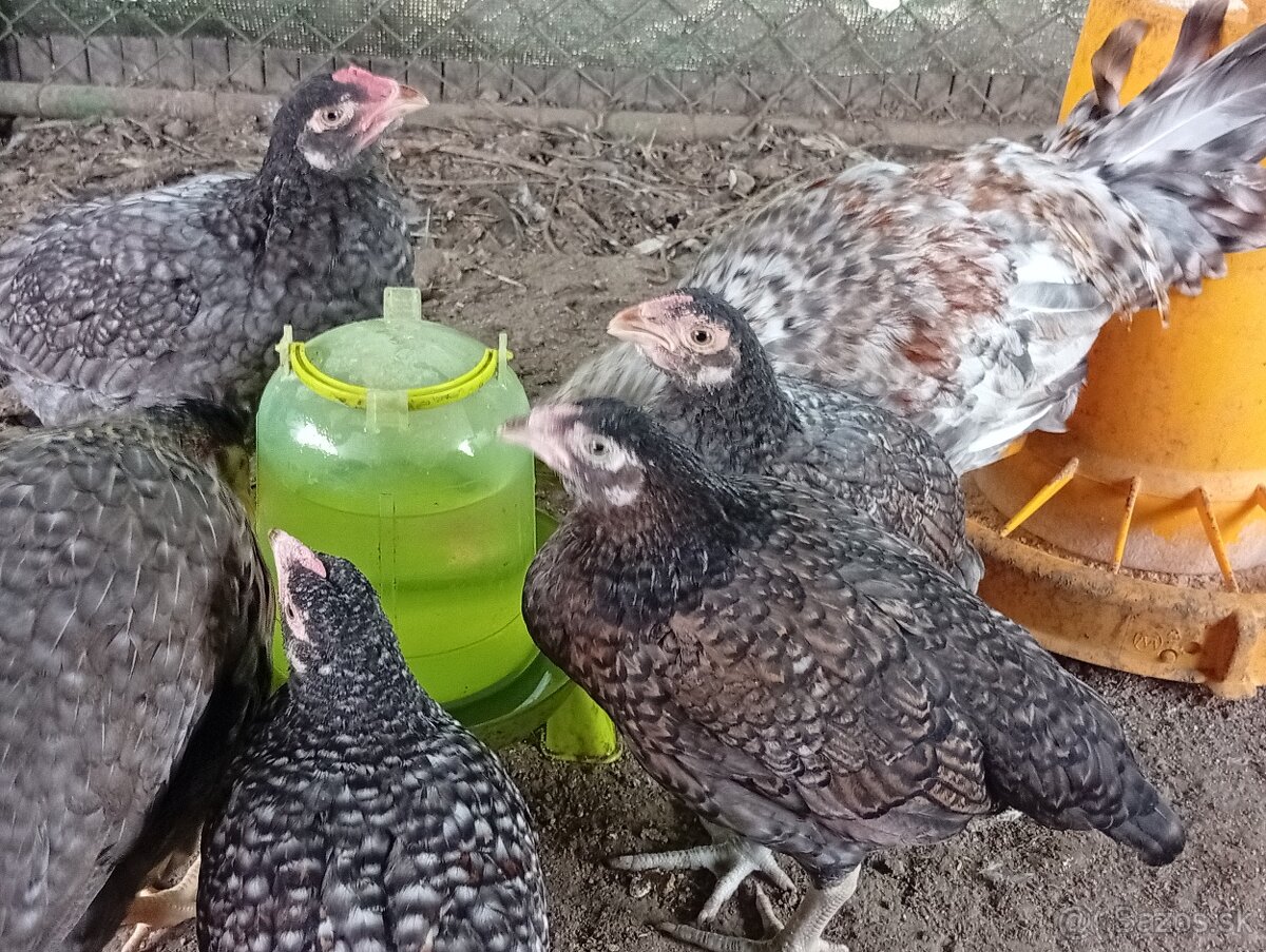 Indická bojovníčka - 3