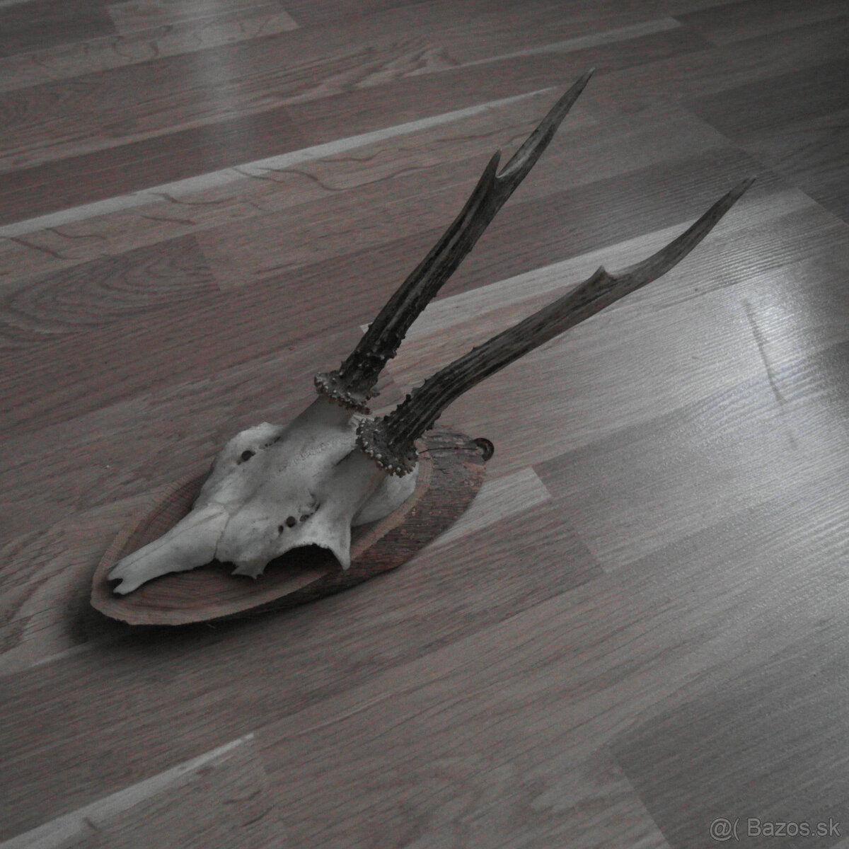 Parožie trofej jeleň lebka - 3