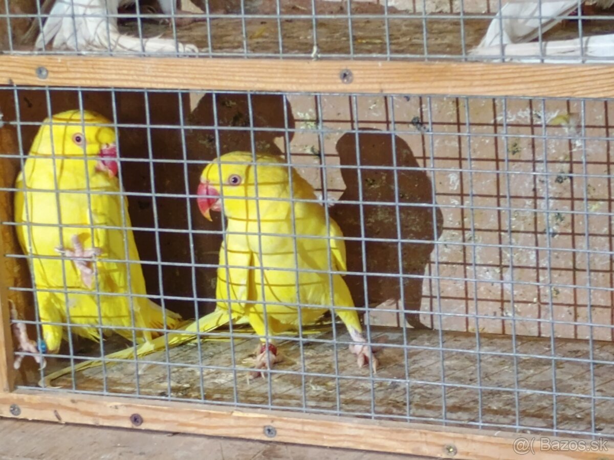 Predam alexander maly - 3